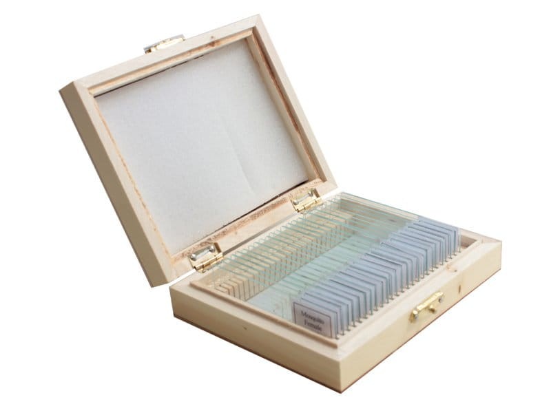 Zestaw 25 preparatów biologicznych - anatomia