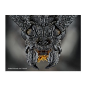Plakat Cerambyx cerdo 40x30 cm