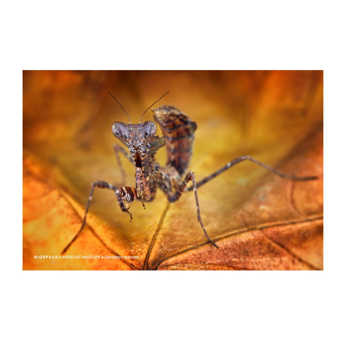 Plakat Deroplatys desiccata 40x30 cm