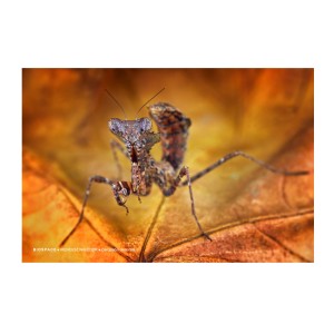 Plakat Deroplatys desiccata 40x30 cm