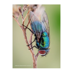 Plakat Lucilia sericata 40x30 cm