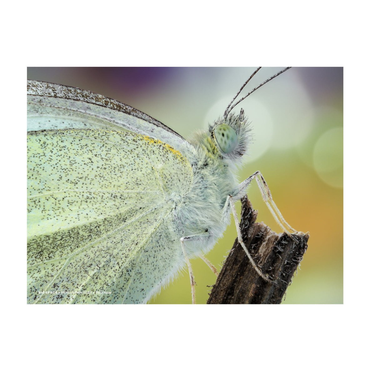 Plakat Pieris rapae 40x30 cm