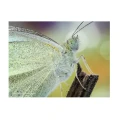 Plakat Pieris rapae 40x30 cm