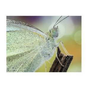 Plakat Pieris rapae 40x30 cm