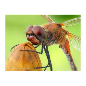 Plakat Sympetrum sanguineum 40x30 cm